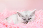 sleeping German Longhair Kitten