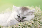 sleeping German Longhair Kitten