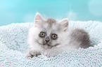 lying German Longhair Kitten