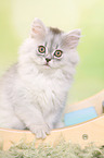 sitting German Longhair Kitten