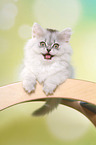 mewing German Longhair Kitten