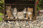 German Longhair Kitten