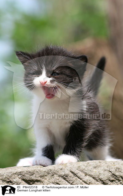Deutsch Langhaar Ktzchen / German Longhair kitten / PM-02318