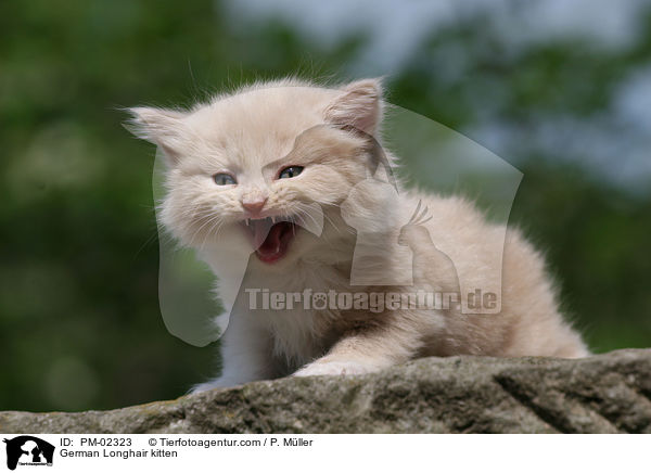 Deutsch Langhaar Ktzchen / German Longhair kitten / PM-02323
