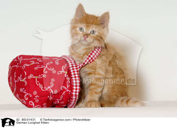 Deutsch Langhaar Ktzchen / German Longhair Kitten / BS-01431
