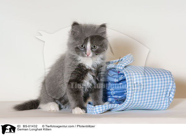 Deutsch Langhaar Ktzchen / German Longhair Kitten / BS-01432