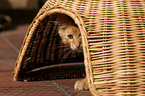 German Longhair Kitten