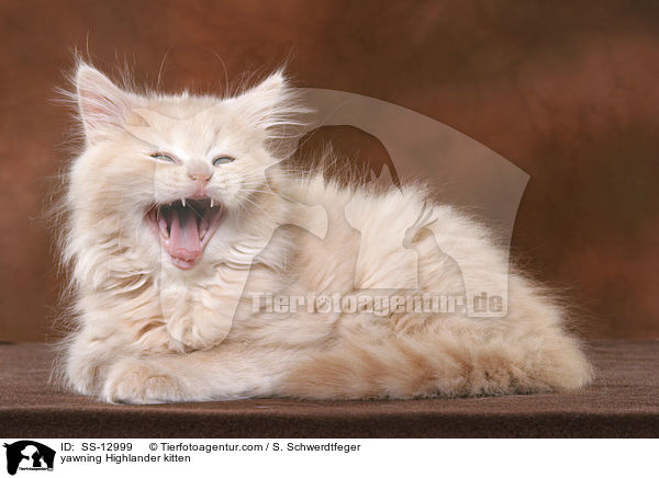 ghnendes Highlander Ktzchen / yawning Highlander kitten / SS-12999
