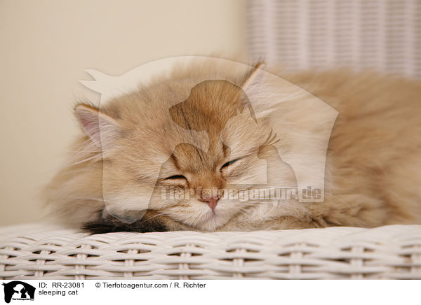 schlafende Katze / sleeping cat / RR-23081