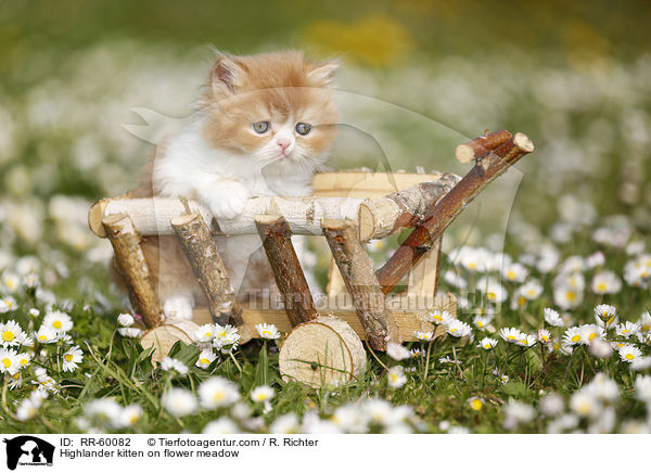Highlander Ktzchen auf Blumenwiese / Highlander kitten on flower meadow / RR-60082