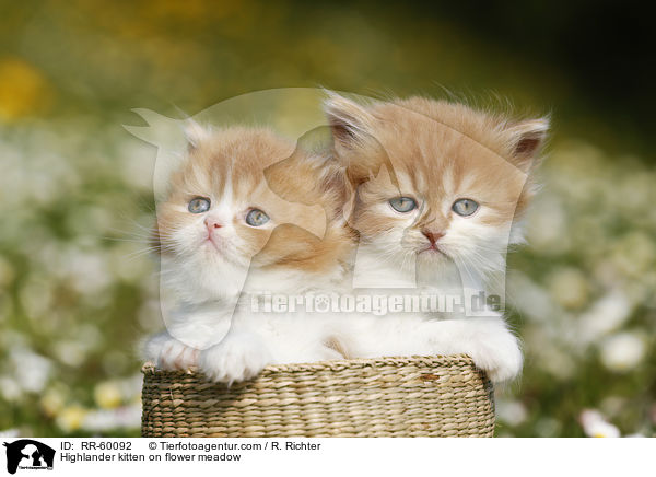Highlander Ktzchen auf Blumenwiese / Highlander kitten on flower meadow / RR-60092