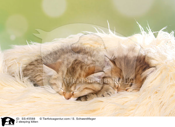 2 schlafende Ktzchen / 2 sleeping kitten / SS-45588