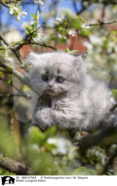 British Longhair Kitten / MW-07568
