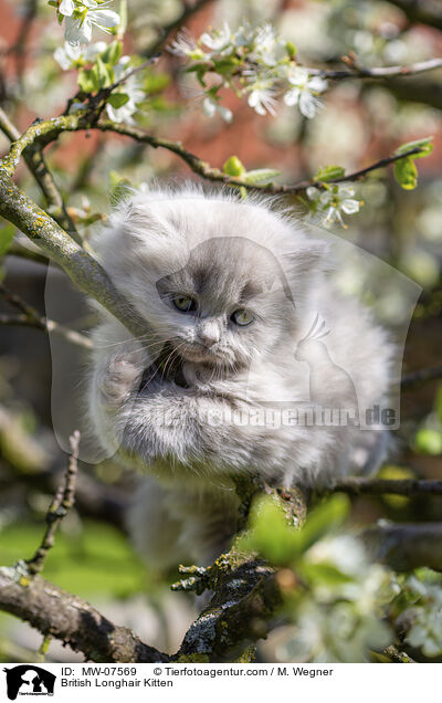 British Longhair Kitten / MW-07569