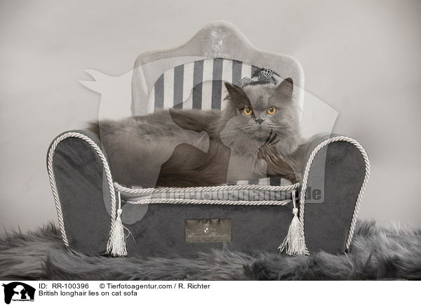 Britisch Langhaar liegt auf Katzensofa / British longhair lies on cat sofa / RR-100396