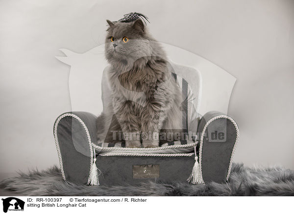 sitzende Britisch Langhaar / sitting British Longhair Cat / RR-100397