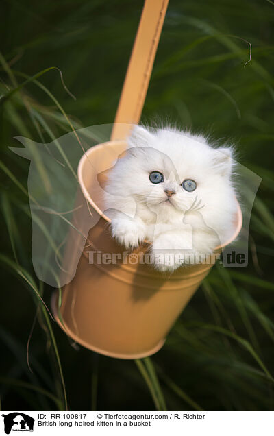 British long-haired kitten in a bucket / RR-100817