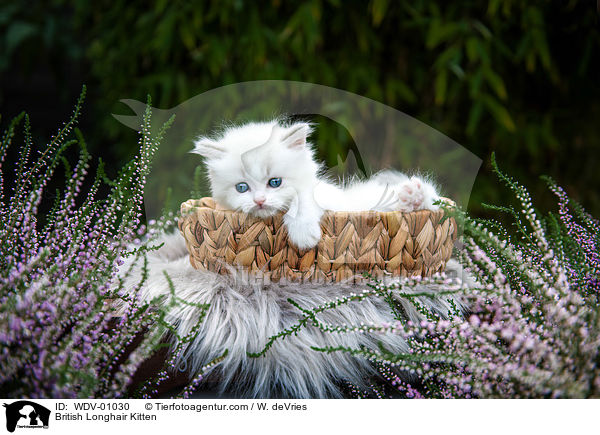 Britisch Langhaar Ktzchen / British Longhair Kitten / WDV-01030