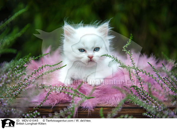 Britisch Langhaar Ktzchen / British Longhair Kitten / WDV-01045