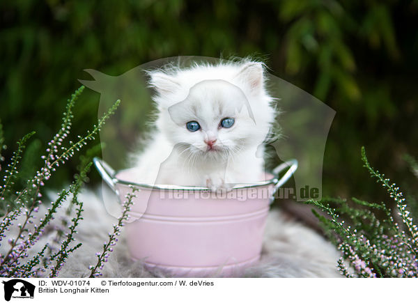 Britisch Langhaar Ktzchen / British Longhair Kitten / WDV-01074