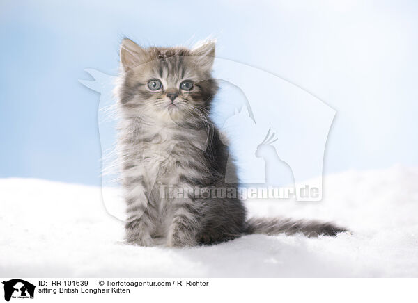 sitzendes Britisch Langhaar Ktzchen / sitting British Longhair Kitten / RR-101639