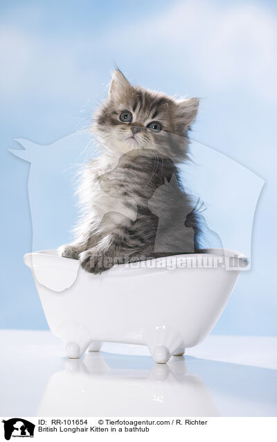 Britisch Langhaar Ktzchen in einer Badewanne / British Longhair Kitten in a bathtub / RR-101654
