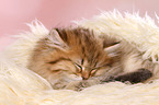 sleeping Highlander Kitten