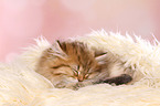 sleeping Highlander Kitten