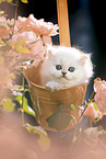 British long-haired kitten between roses