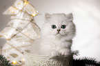 British Longhair Kitten with christmas decoration