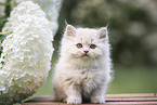 British Longhair Kitten