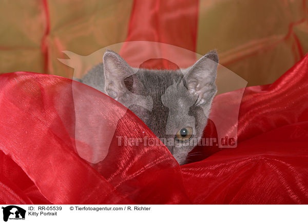 Korat Ktzchen / Kitty Portrait / RR-05539