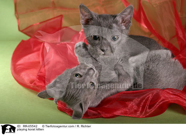 spielende Korat Ktzchen / playing korat kitten / RR-05542