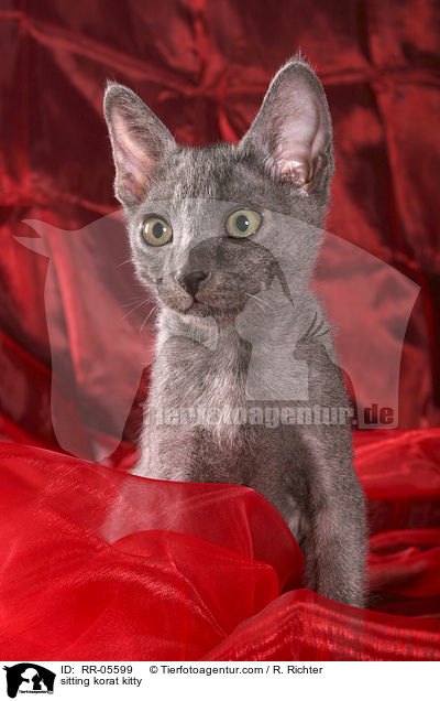 sitting korat kitty / RR-05599