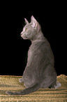 sitting korat kitty