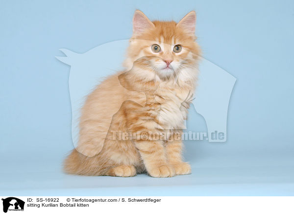 sitting Kurilian Bobtail kitten / SS-16922