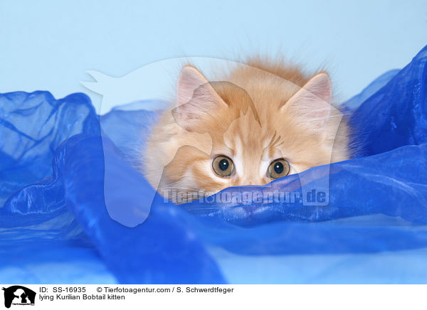 lying Kurilian Bobtail kitten / SS-16935