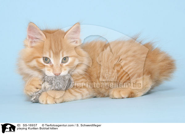 playing Kurilian Bobtail kitten / SS-16937