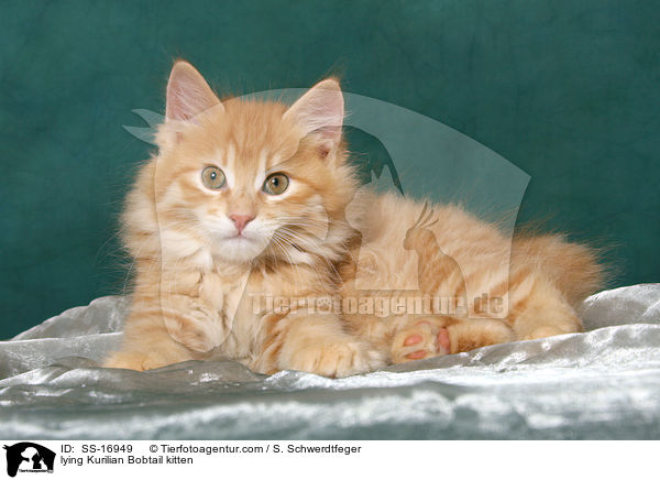 lying Kurilian Bobtail kitten / SS-16949