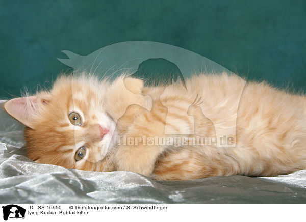 lying Kurilian Bobtail kitten / SS-16950