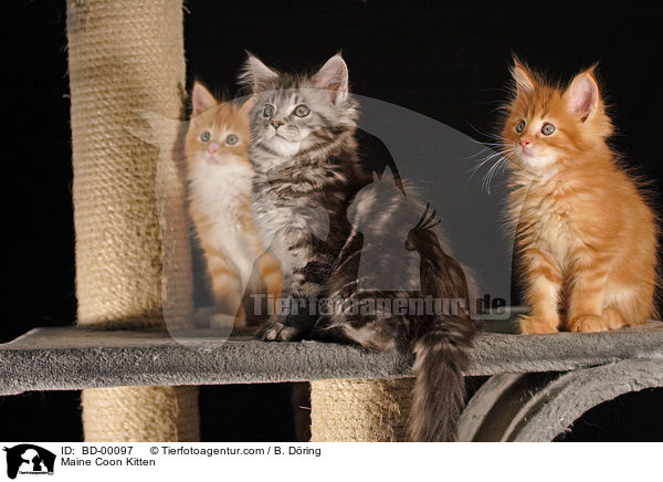 Maine Coon Ktzchen / Maine Coon Kitten / BD-00097