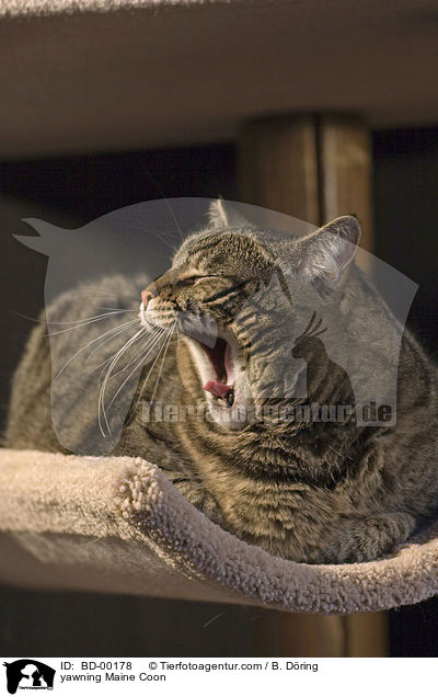 ghnende / yawning Maine Coon / BD-00178