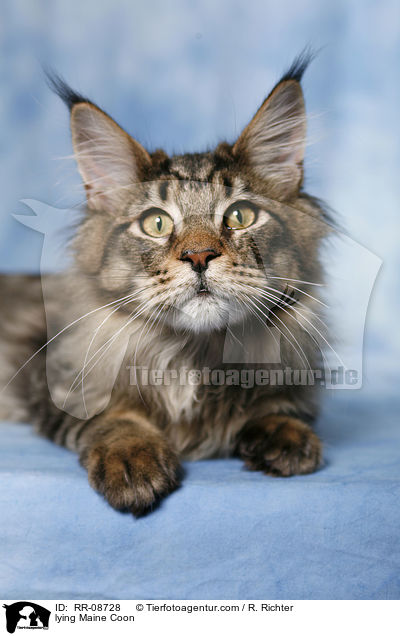 liegende Maine Coon / lying Maine Coon / RR-08728