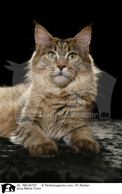 liegende Maine Coon / lying Maine Coon / RR-08797
