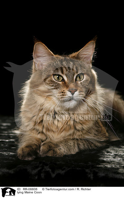 liegende Maine Coon / lying Maine Coon / RR-08806