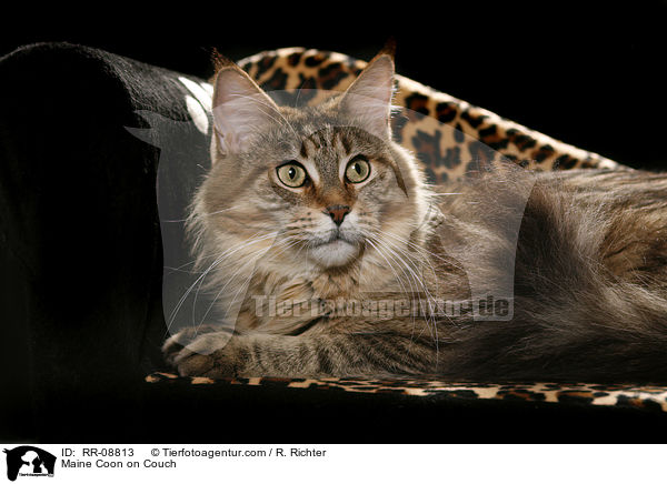 Maine Coon auf Sofa / Maine Coon on Couch / RR-08813