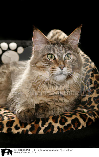 Maine Coon auf Sofa / Maine Coon on Couch / RR-08818