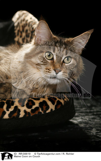 Maine Coon auf Sofa / Maine Coon on Couch / RR-08819