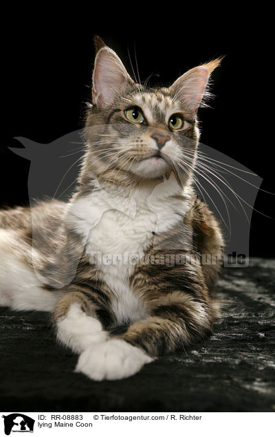 liegende Maine Coon / lying Maine Coon / RR-08883