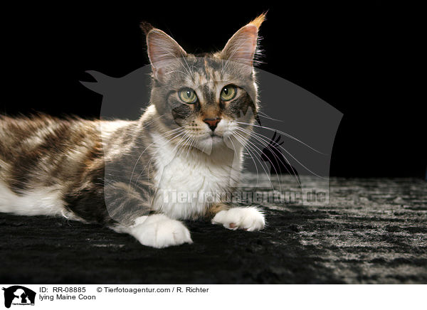 liegende Maine Coon / lying Maine Coon / RR-08885